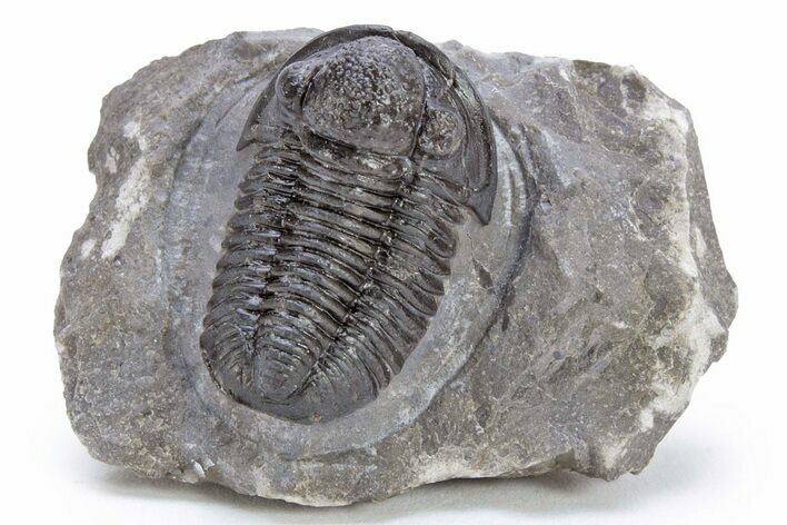 Detailed Gerastos Trilobite Fossil - Morocco #222236